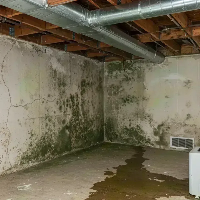 Professional Mold Removal in Yukon, OK